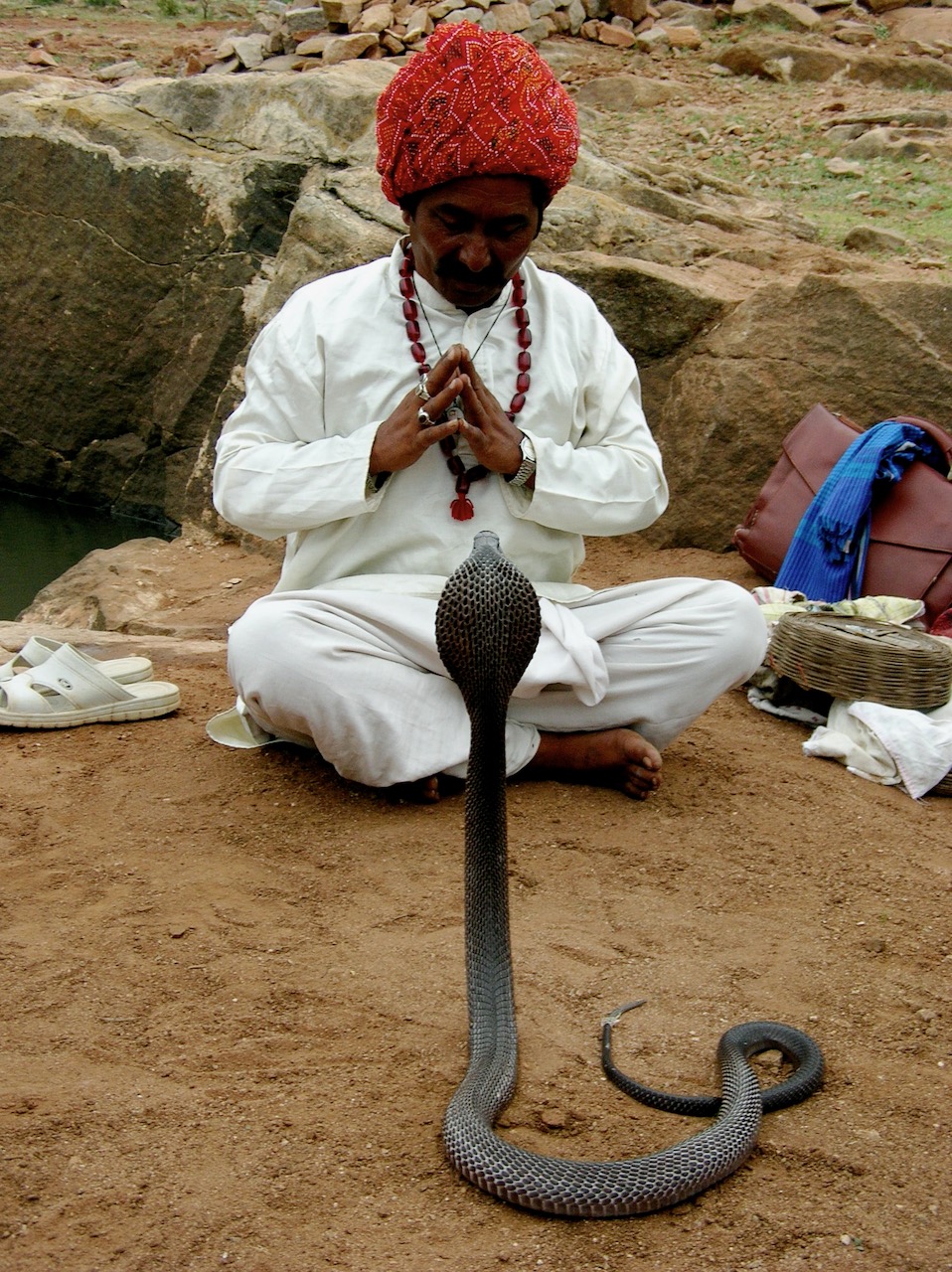 The Snake Charmer